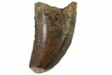 Small Theropod Tooth (Raptor) - Montana #87928-1